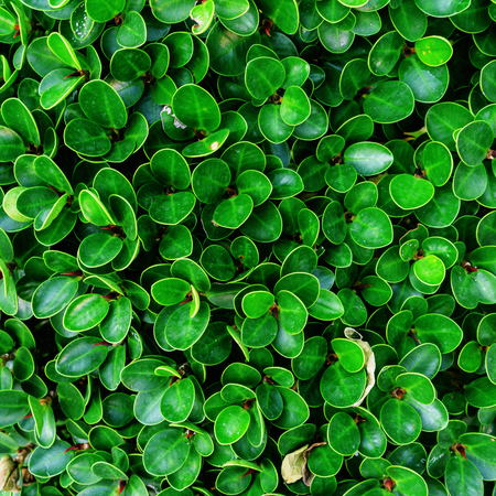 Backdrop of green leaves natural wall.の写真素材