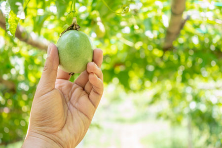 Fresh passion fruit on hand, selective focus.