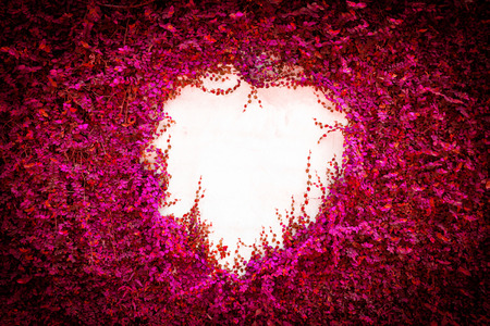 Abstract pink and purple leaves wall for background.の写真素材