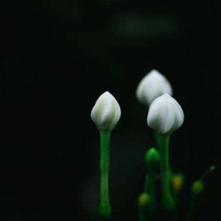 Abstract white flower natural background with retro color tone effect.の写真素材