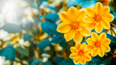 Abstract yellow flowers in the garden.の写真素材