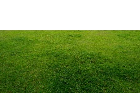 Green grass texture on white background.の写真素材