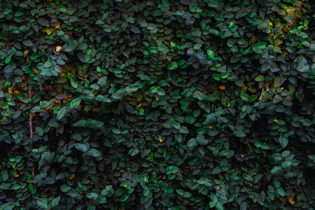 Backdrop and texture of green leaves natural wall.の写真素材