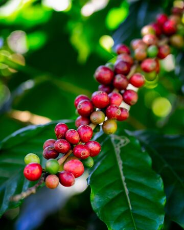 Coffee beans on tree at the mountain in farm northern Thailand.の写真素材
