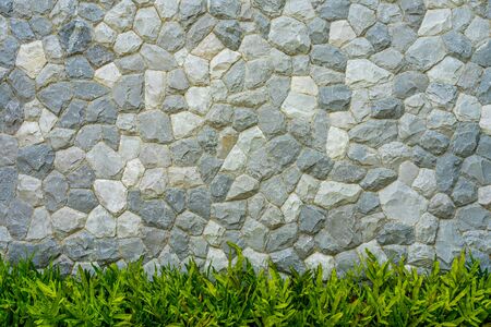 Stone wall texture with green leaves fern for background.の写真素材