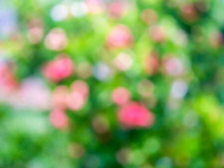 Beautiful green and pink bokeh natural background.の写真素材