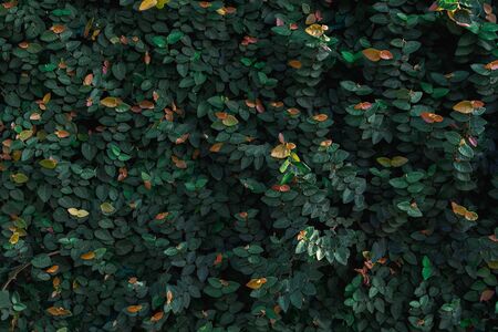 Backdrop texture of green leaves natural wall.の写真素材