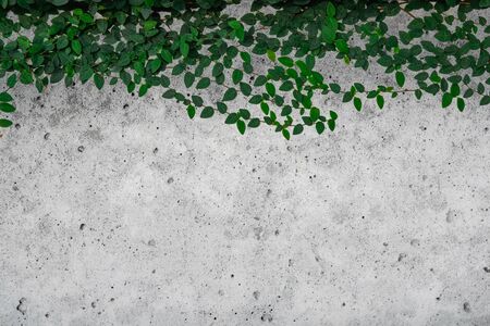 Green ivy leaves on cement textured wall background.の写真素材