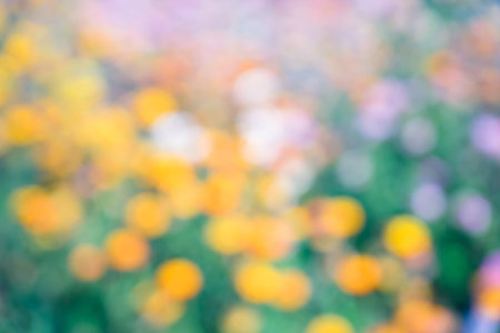 Colorful blur flowers in the garden background.