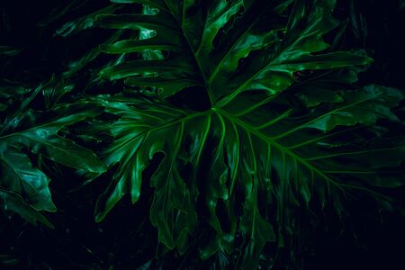 Green leaves background for pattern design.の写真素材