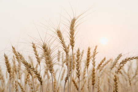 Golden wheat field with sunset background.