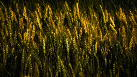 Golden wheat pattern on farm in summer.の写真素材