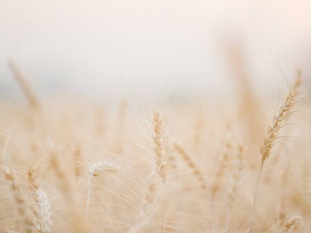 Golden wheat field with sunset background.の写真素材