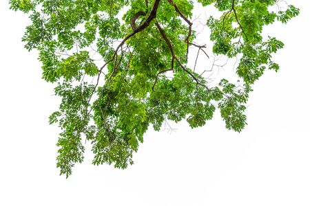 Green leaves on white background.の写真素材