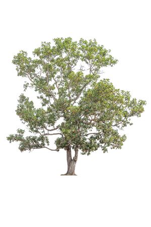 Big tree on white background.の写真素材