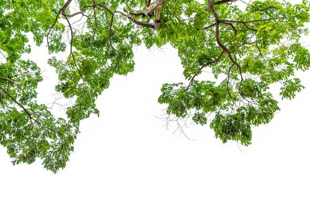 Green leaves on white background.の写真素材