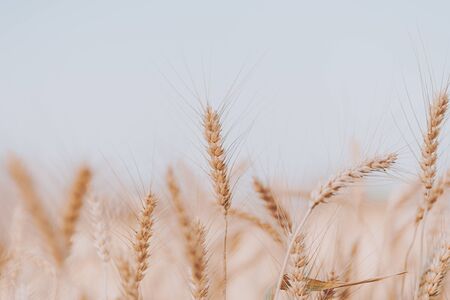 Beautiful golden wheat fields in Chiang Mai, Thailand.の写真素材