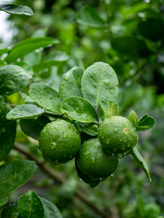 Close-up fresh green limes hanging on a tree that gets wet after rain on the farm.の写真素材