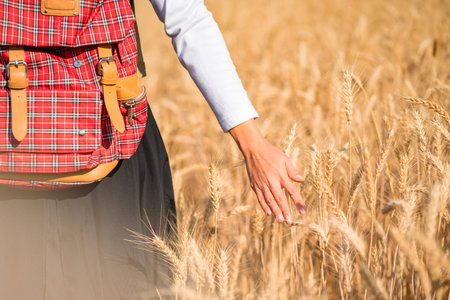 Woman's hand touching wheat in field natural background. Traveler is walking through wheat crop farm.の写真素材