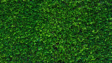 Green ivy leaf texture wall in the garden for background and copy space.の写真素材