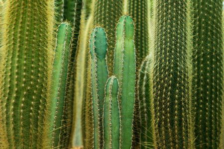 Green cactus texture for pattern background.