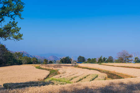 Beautiful landscape of golden wheat fields with daylight natural background.の写真素材