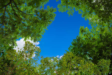 Frame of green tree branches against the blue sky natural background.の写真素材
