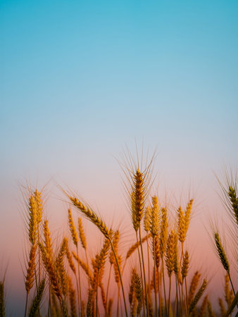 Beautiful landscape of golden wheat field with sunset natural background.