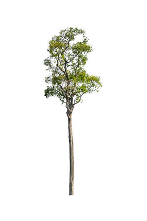 Big tree isolated on white background.の写真素材