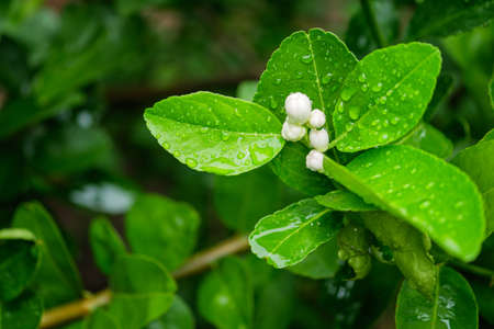 White lime blossom on tree in the farm.の写真素材