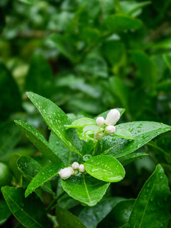 White lime blossom on tree in the farm.の写真素材