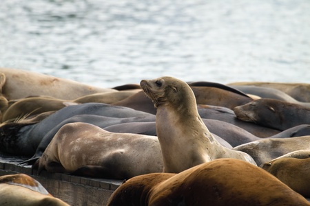 Sea Lions Sunning on Barge at Pier 39 in San Francisco Californiaの写真素材