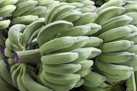 Bunches of Unriped Green Bananas on Stalk at Southeast Asian Wholesale Market Closeupの写真素材