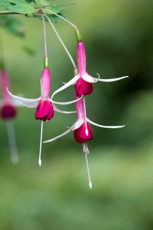 Pink Fuchsia Flowers on Blurred Background Closeupの写真素材
