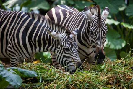 Zebras Feeding on Grass in Free Range Zooの写真素材