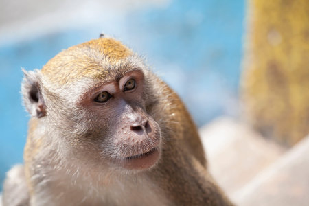 Macaque Monkey Portrait Closeup at Batu Caves in Malaysia