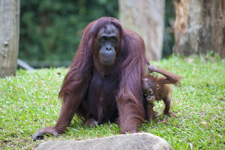 Female Mother Orangutan with Babyの写真素材