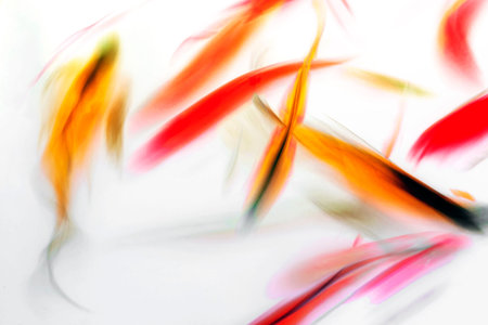 Koi Fish Swimming in Pond Colorful Swirl Abstractの写真素材