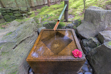Tsukubai Water Fountain in Portland Japanese Garden with Pink Camellia Flowerの写真素材
