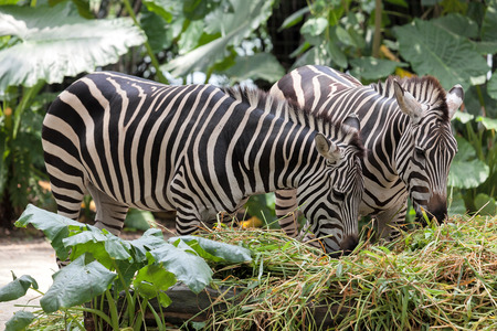 Zebra Pair Grazing on Grass Closeup Portraitの写真素材