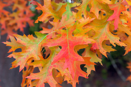 Oak Tree Foliage in Fall Colors Closeup Macroの写真素材