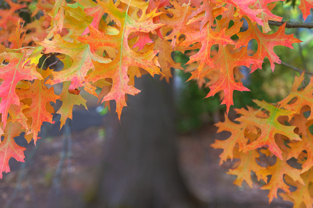 Oak Tree Foliage on Tree Branches in Fall Colors Closeup Macroの写真素材