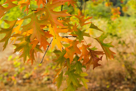 Oak Tree Foliage on Tree Branches with Morning Warm Light in Fall Colors Closeup Macroの写真素材