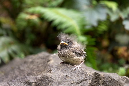 Dark-eyed Junco bird baby chick perched on a rock in Oregonの写真素材