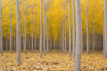 Poplar Tree Farm at Boardman Oregon in Fall Seasonの写真素材