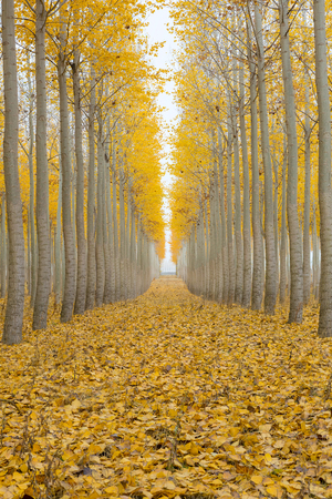 Poplar Tree Farm at Boardman Oregon on a foggy morning in Fall Seasonの写真素材