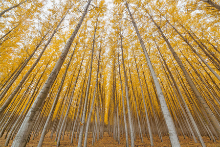 Poplar Tree Farm Symmetry at Boardman Oregon in Fall Seasonの写真素材