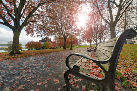 Park Benches in Waterfront Park in downtown Portland Oregon during fall seasonの写真素材