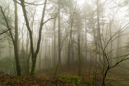 Oregon Pacific Northwest foggy morning misty forest scene in winter seasonの写真素材