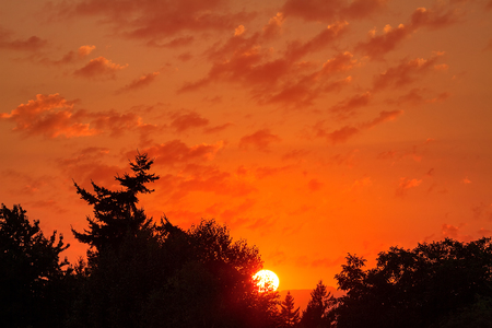 Fiery golden sunset behind silhouette of treesの写真素材